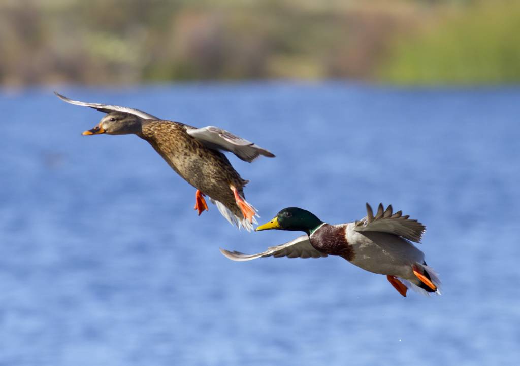 birds01.jpg