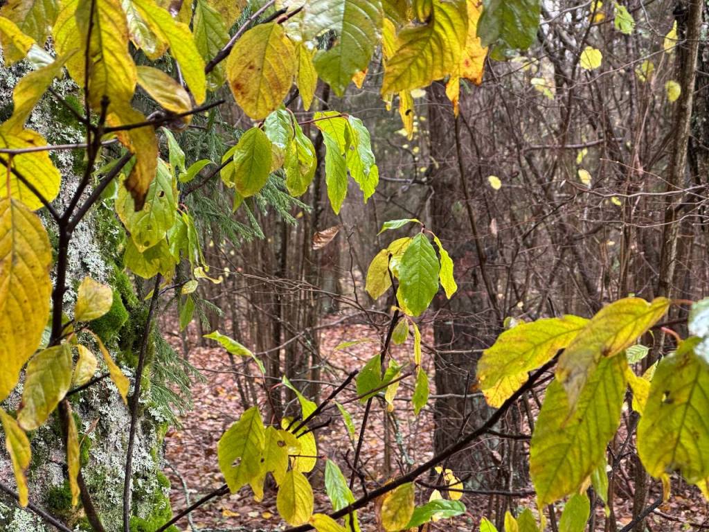 5199551537150557008.jpg 5199551537150557008.jpg