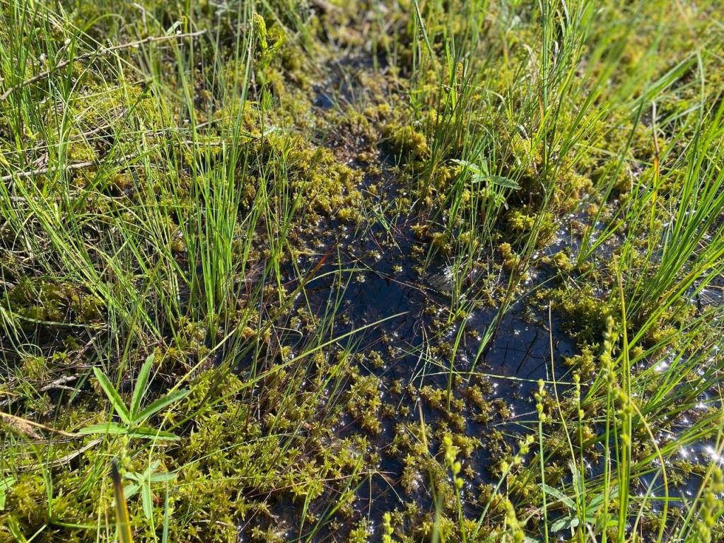 photo_2022-06-01_11-11-02.jpg photo_2022-06-01_11-11-02.jpg