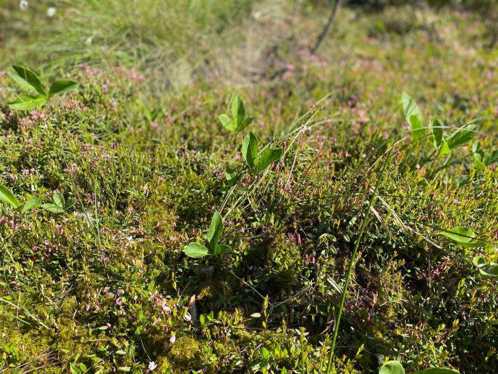 photo_2022-06-01_11-13-39.jpg photo_2022-06-01_11-13-39.jpg